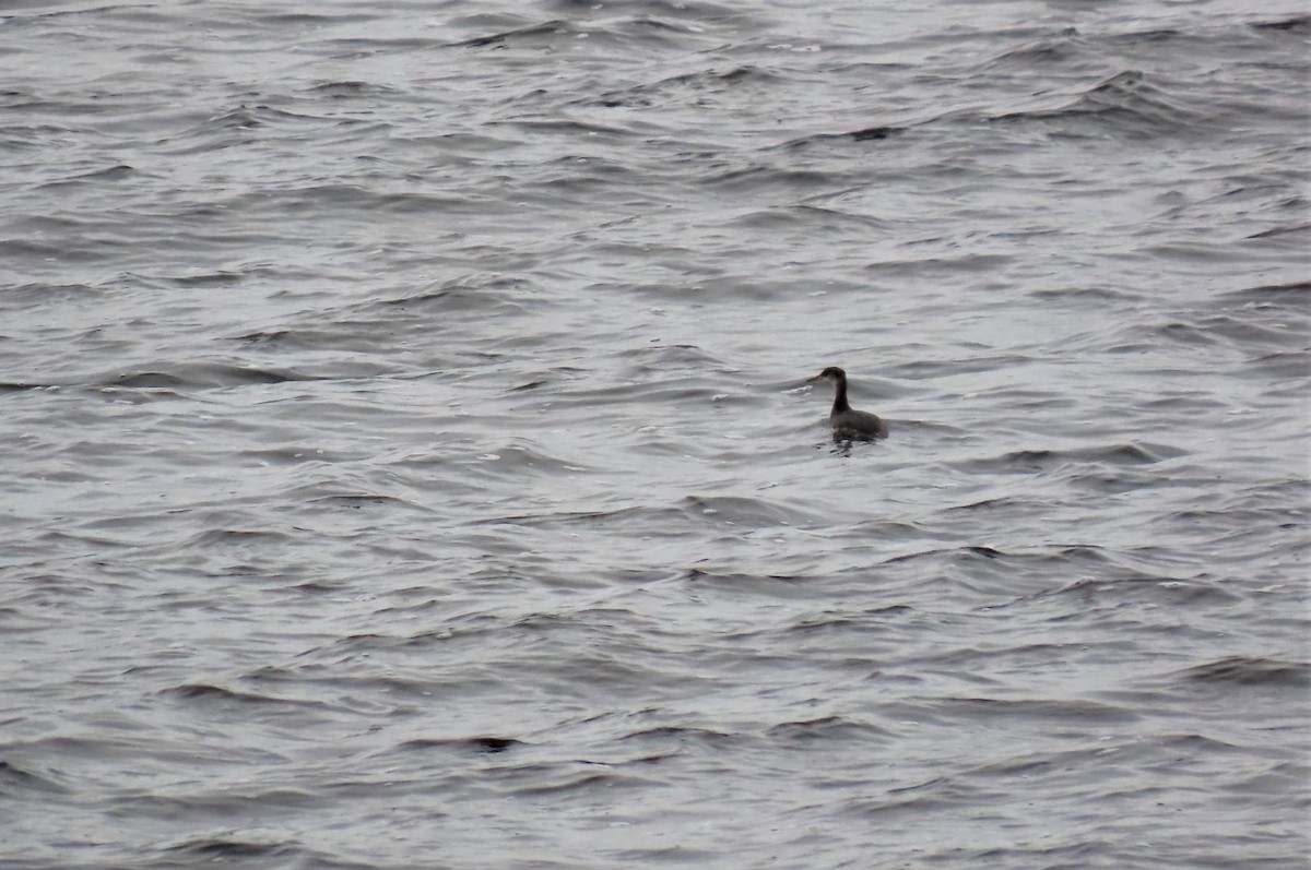 Red-necked Grebe - ML397830921