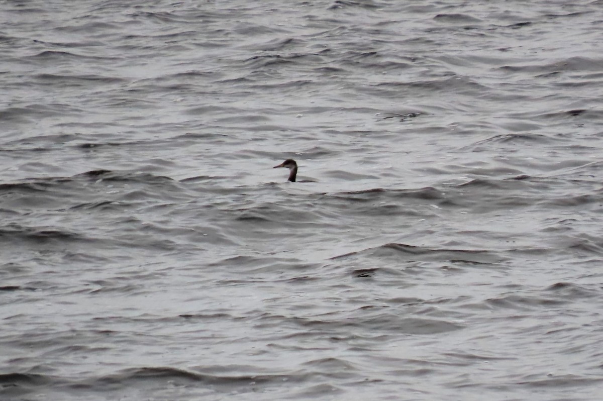 Red-necked Grebe - ML397830931