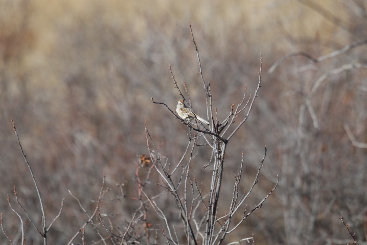 American Tree Sparrow - ML397836281