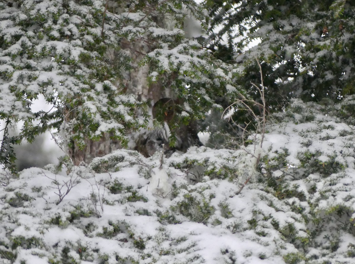 Northern Pygmy-Owl - ML397836481