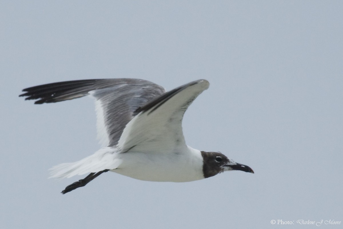 Mouette atricille - ML397836531
