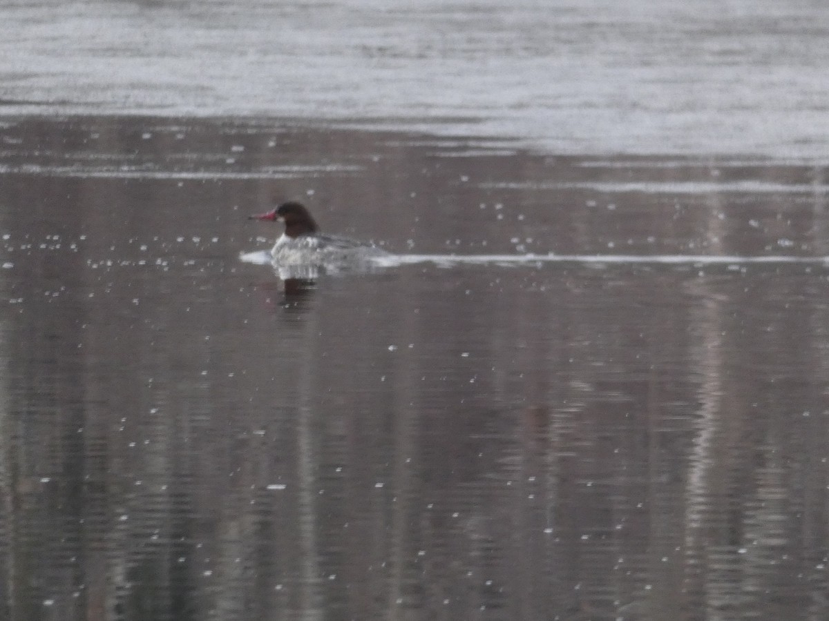 Common Merganser - David Utz