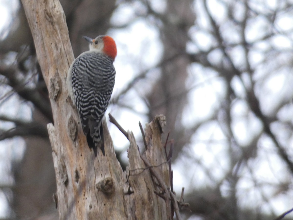 Red-bellied Woodpecker - David Utz