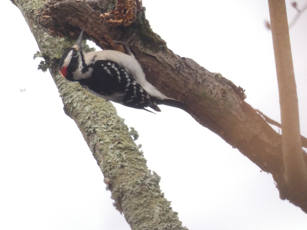 Hairy Woodpecker - David Utz