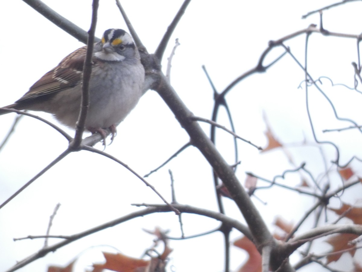 White-throated Sparrow - David Utz