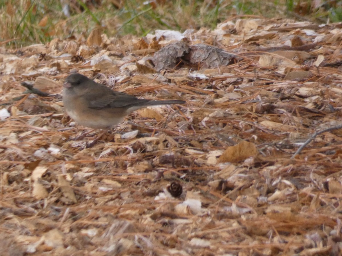 Dark-eyed Junco - ML397837741