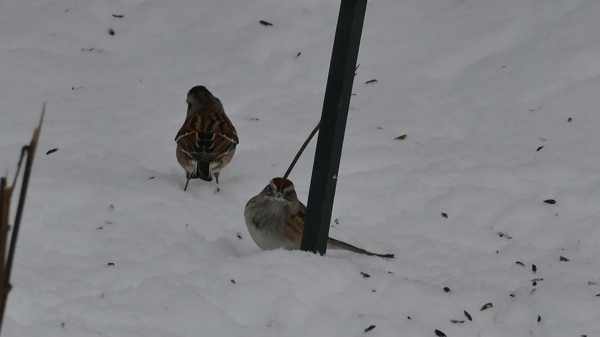 American Tree Sparrow - Avery Fish