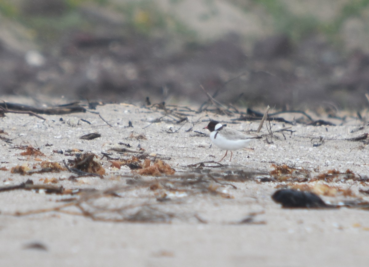 Hooded Plover - ML397838831