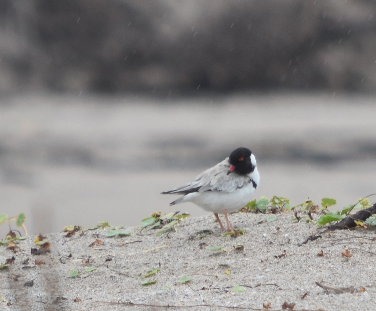 Hooded Plover - Murray DELAHOY