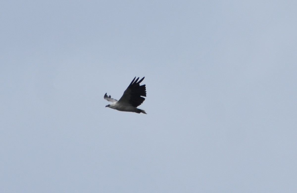 White-bellied Sea-Eagle - ML397838961