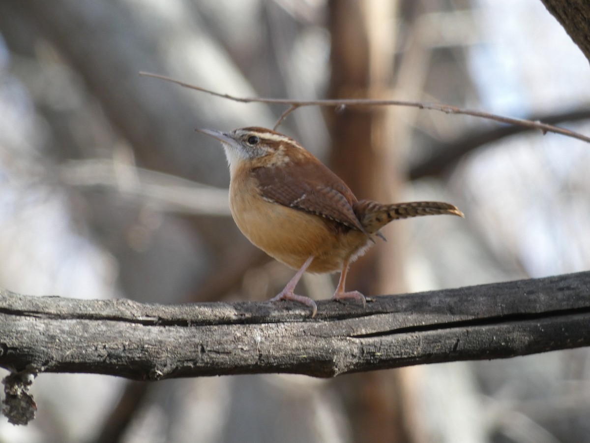 Carolina Wren - ML397839651