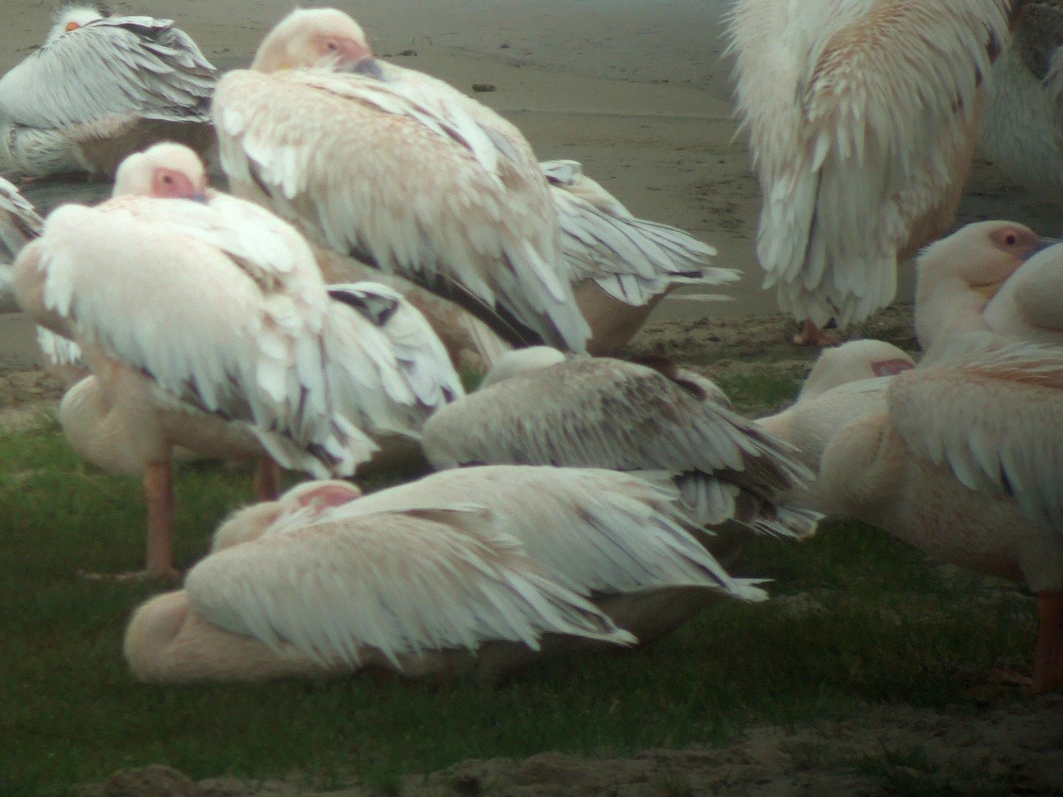 Great White Pelican - ML397842051