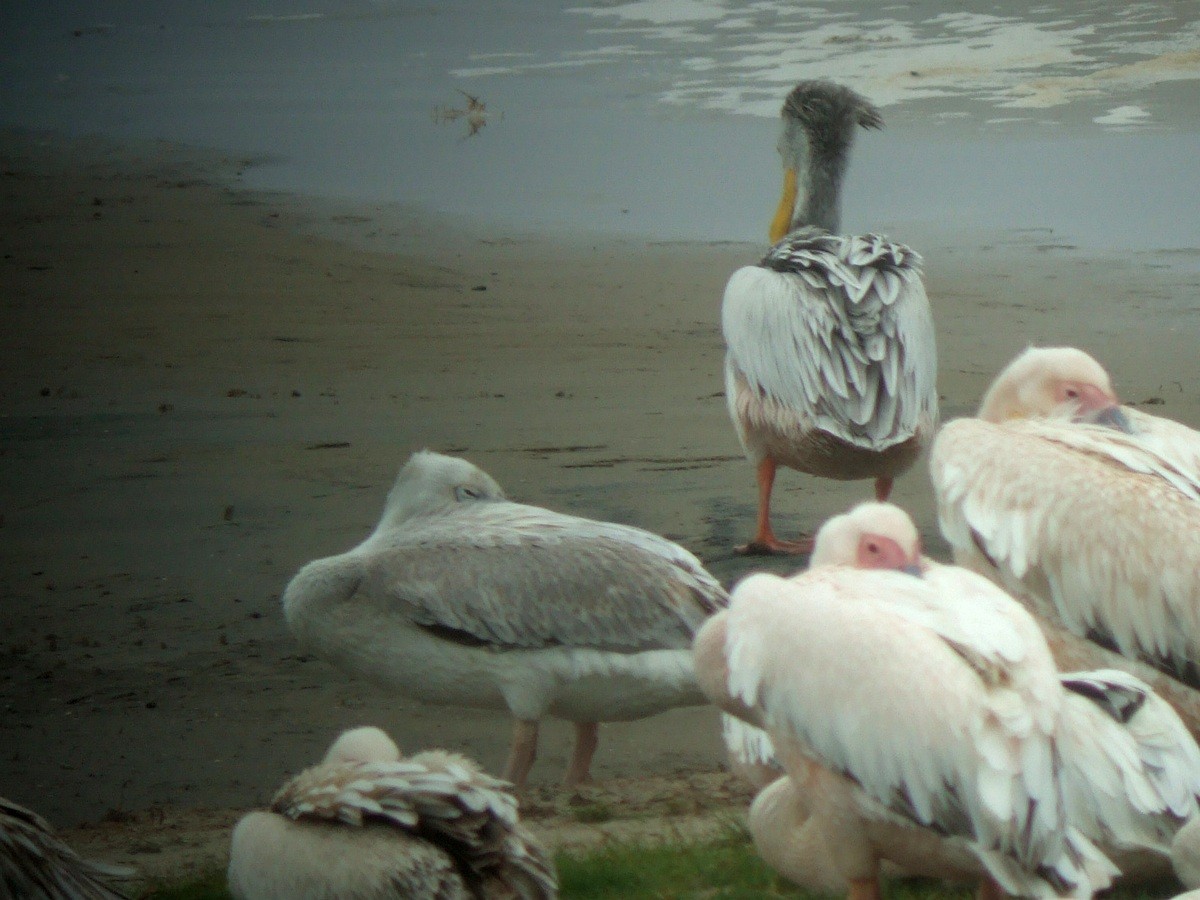 Pink-backed Pelican - ML397842081