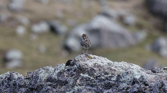 stripehodemaurpitta - ML397847881