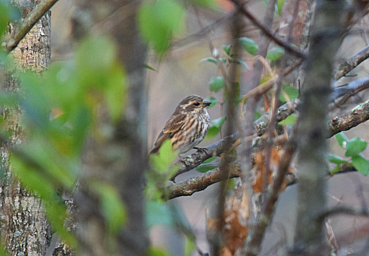 Purple Finch - ML39784841