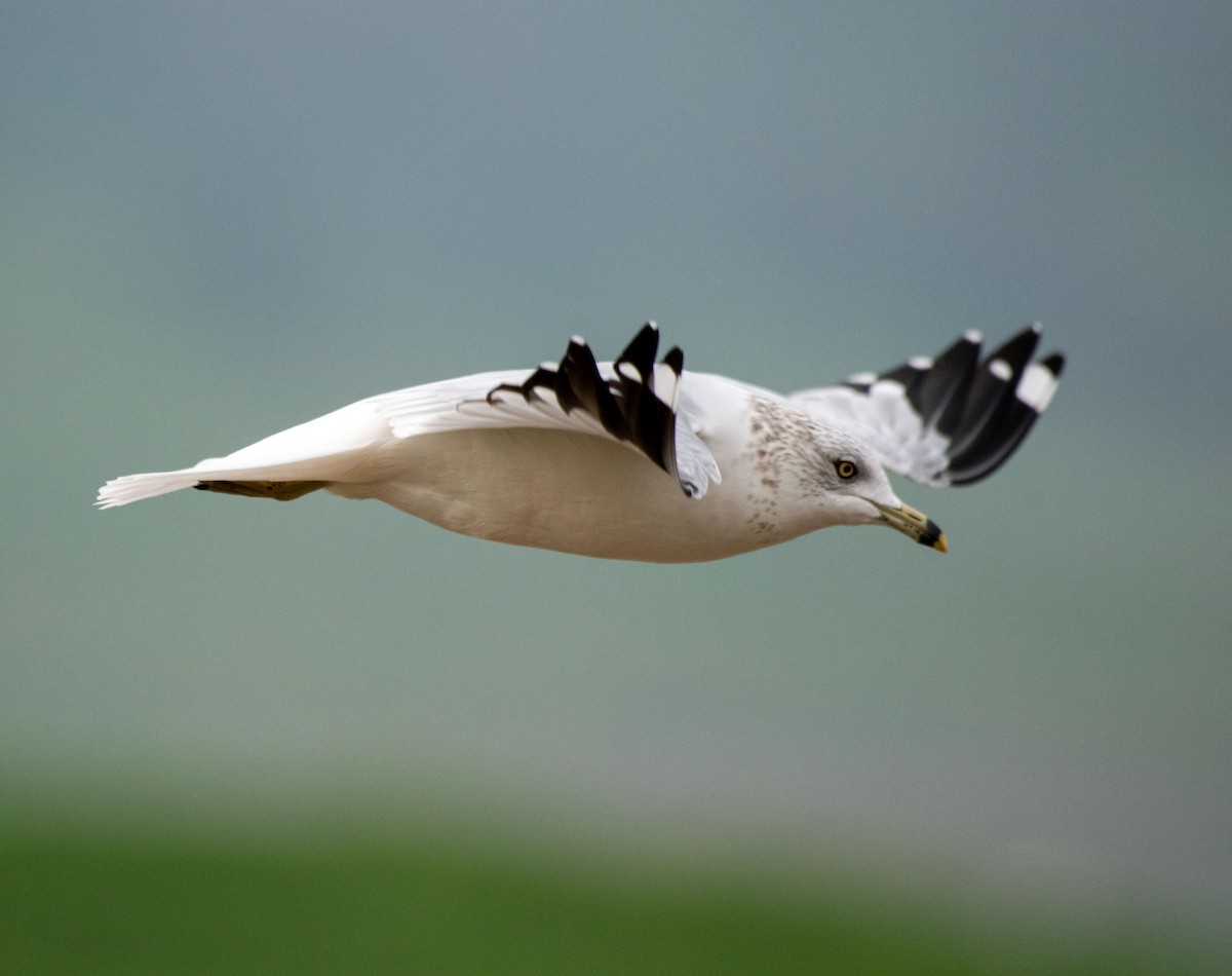 Gaviota Argéntea (americana) - ML397849231