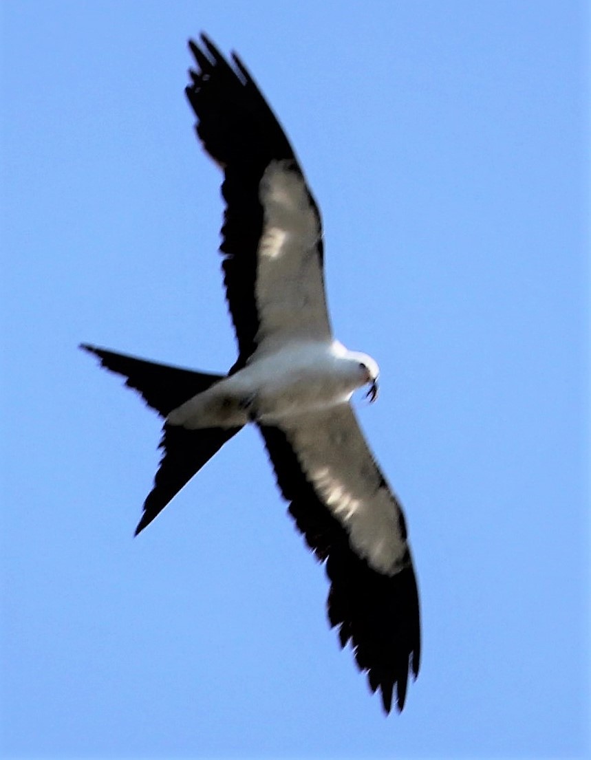 Swallow-tailed Kite - ML397853761