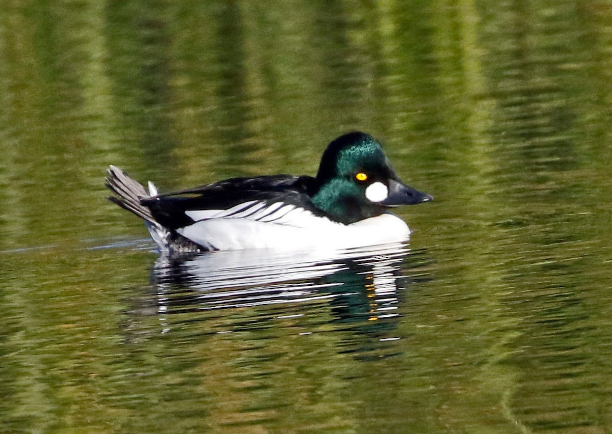 Common Goldeneye - ML397854591