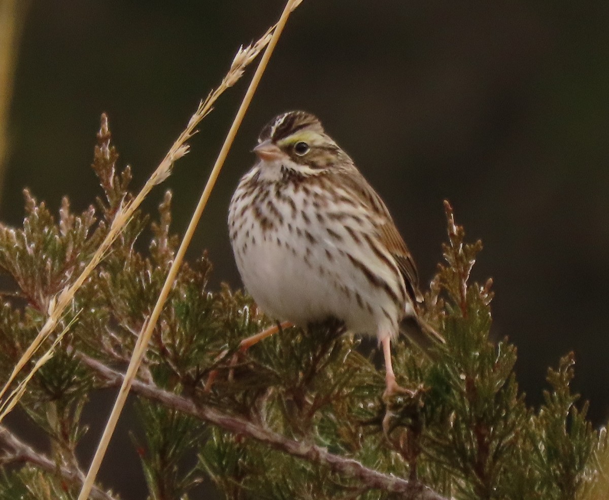 Savannah Sparrow - stephen johnson  🦜