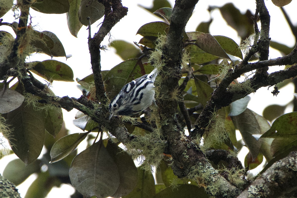 Black-and-white Warbler - ML397860051
