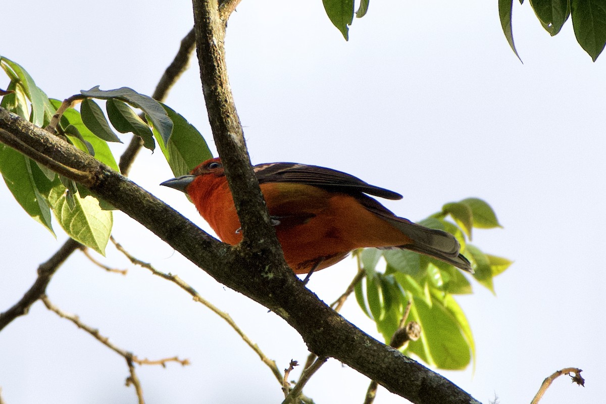 Flame-colored Tanager - ML397860091