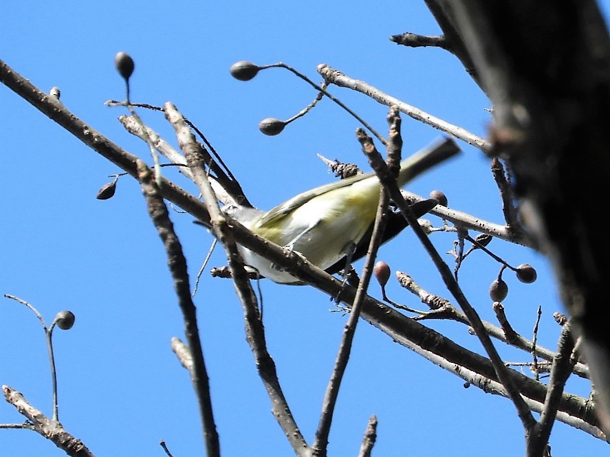 Plumbeous Vireo - María Eugenia Paredes Sánchez