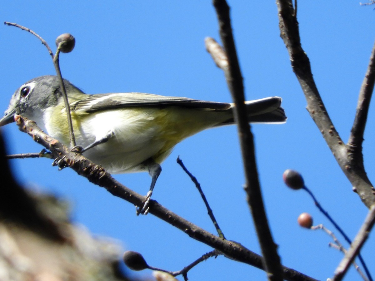 Plumbeous Vireo - ML397861371