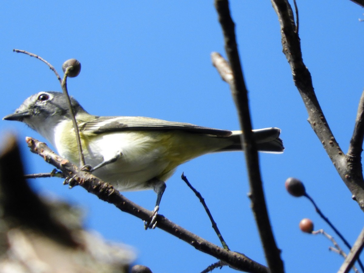 Plumbeous Vireo - María Eugenia Paredes Sánchez