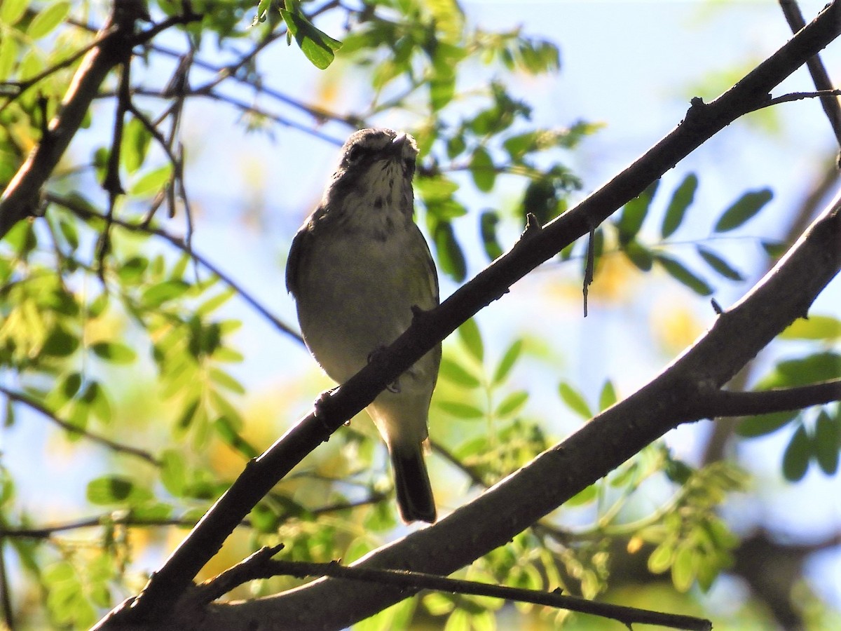 Plumbeous Vireo - ML397861621