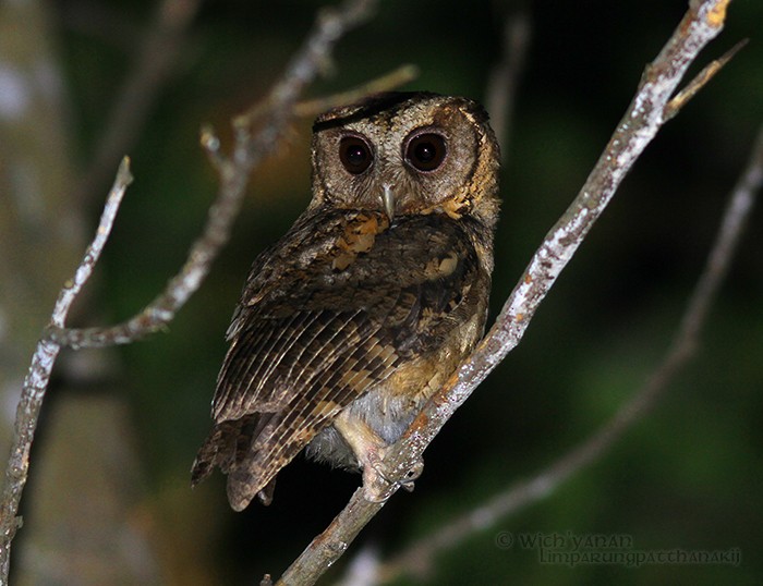 Collared Scops-Owl - Wich’yanan Limparungpatthanakij