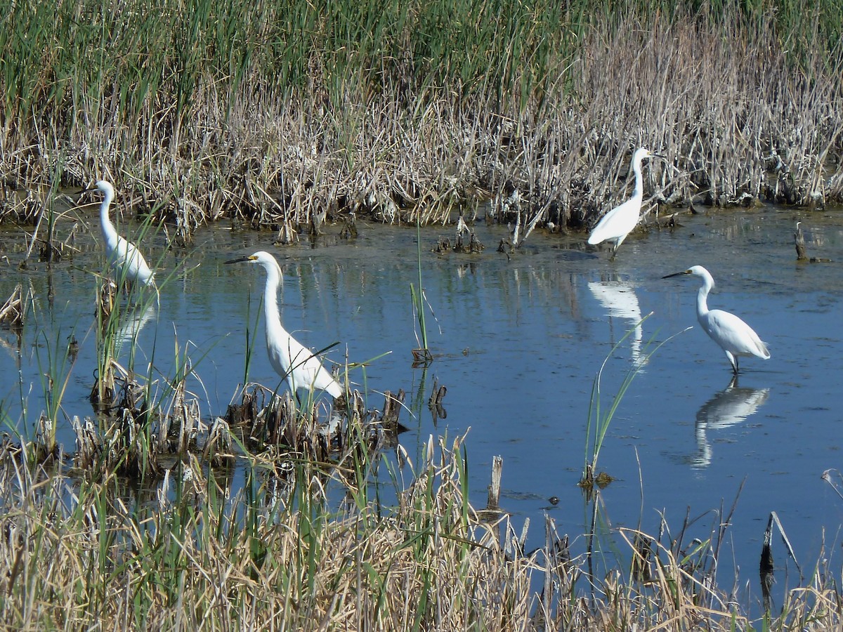 Snowy Egret - Matt Gearheart