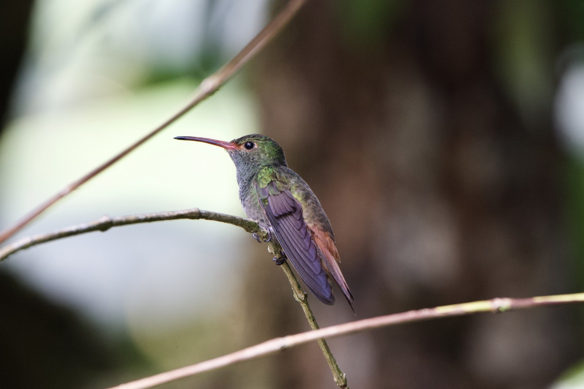 Rufous-tailed Hummingbird - ML397863531