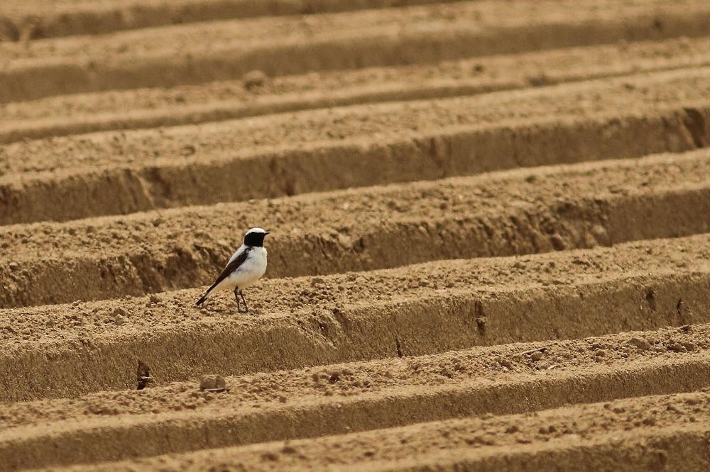 Atlas Wheatear - Simon Feys