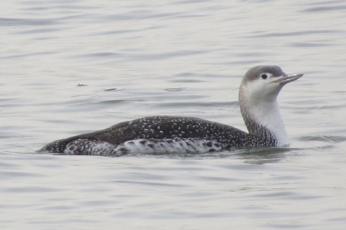 Red-throated Loon - ML397866391