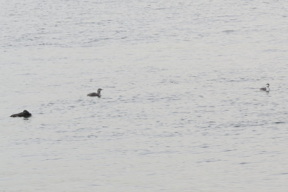 Red-throated Loon - ML397866421