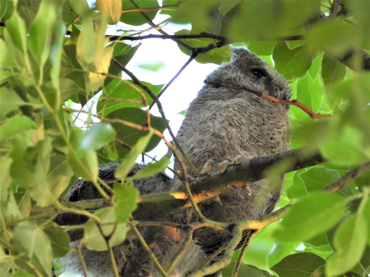 Collared Scops-Owl - ML397867661