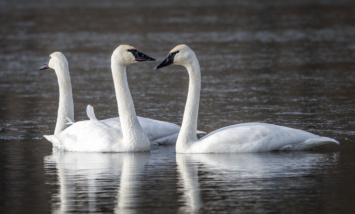 Trumpeter Swan - ML397867681