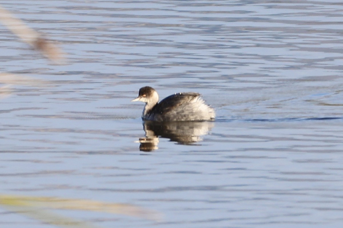 Eared Grebe - ML397868731