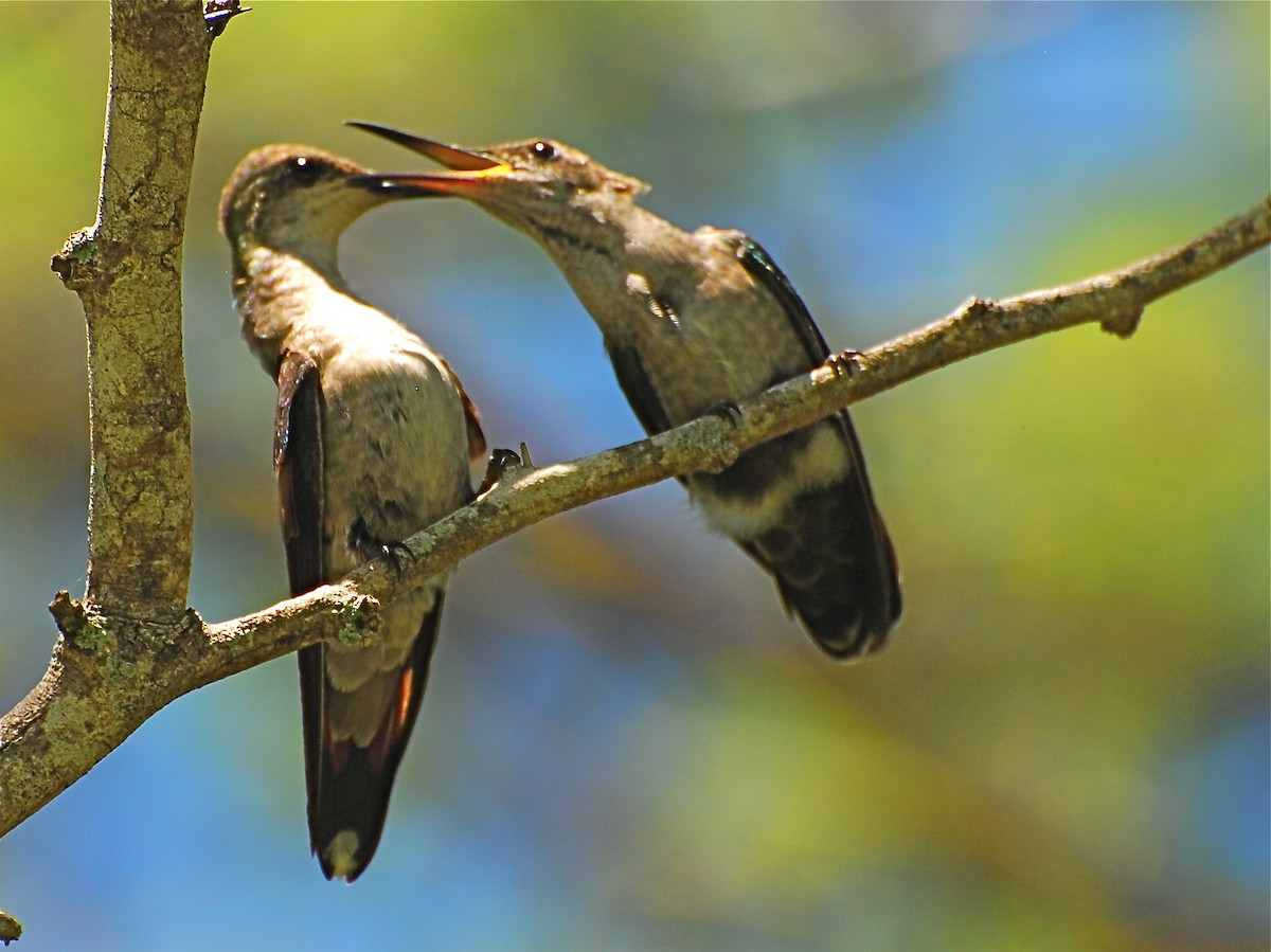 Dominikanermangokolibri - ML39786901