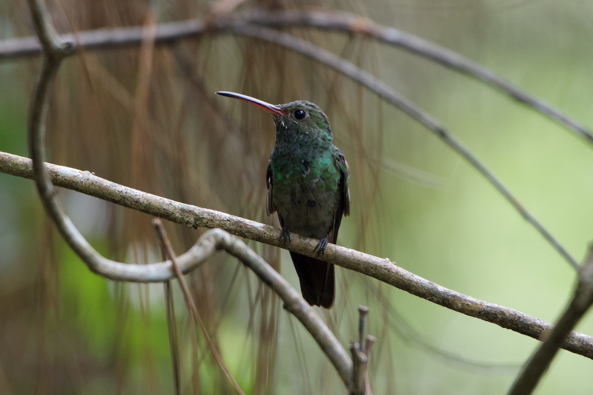 Rufous-tailed Hummingbird - ML397869861