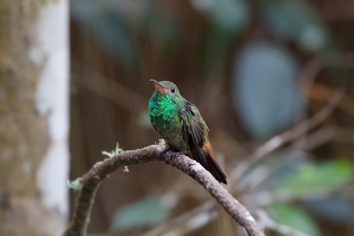 Rufous-tailed Hummingbird - ML397869881