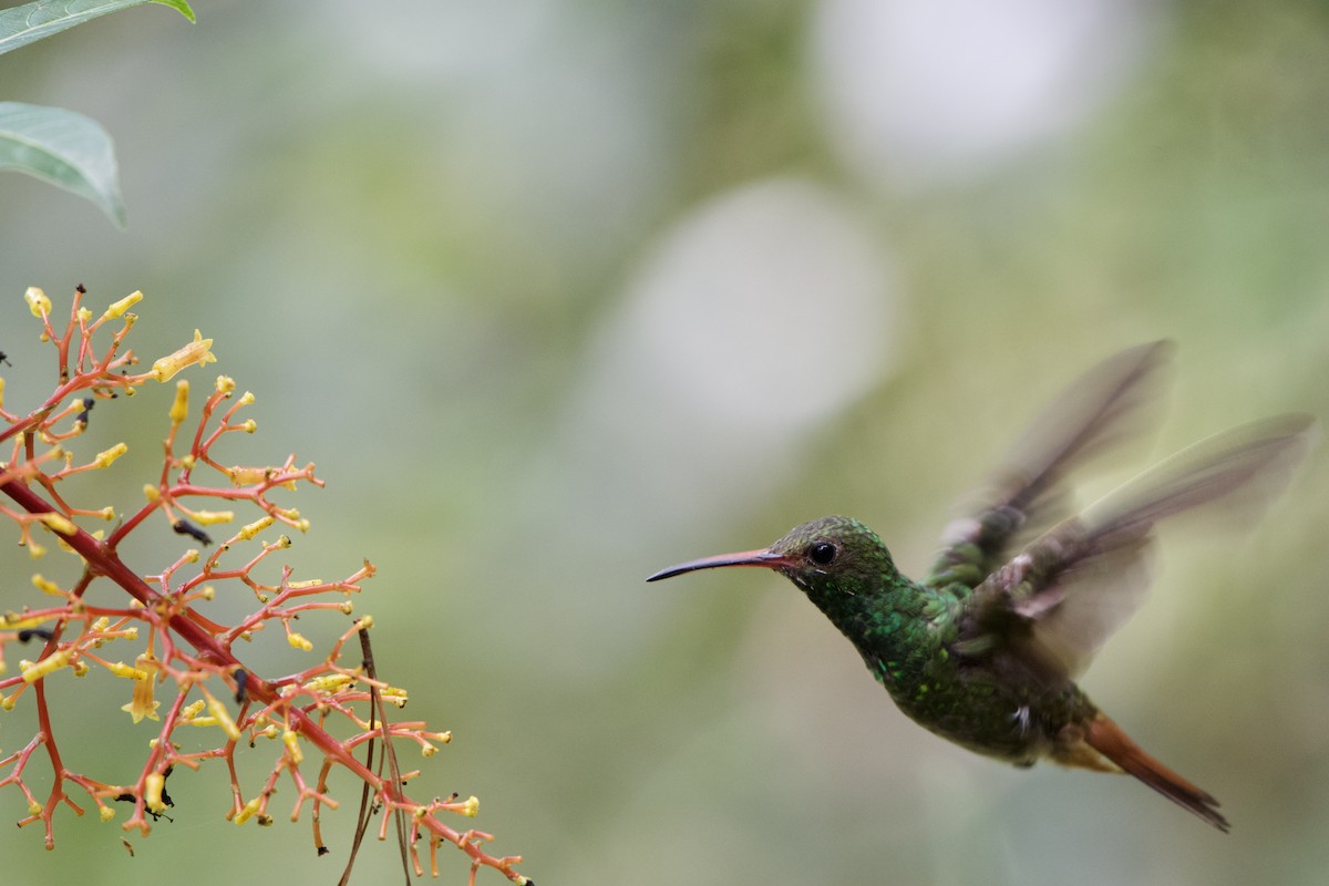 Rufous-tailed Hummingbird - ML397869891