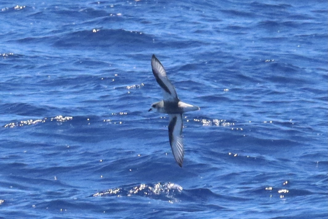 Mottled Petrel - ML397875461