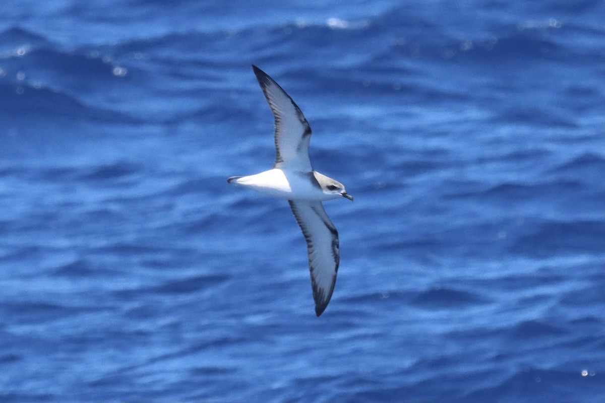 Cook's Petrel - Braden McDonald