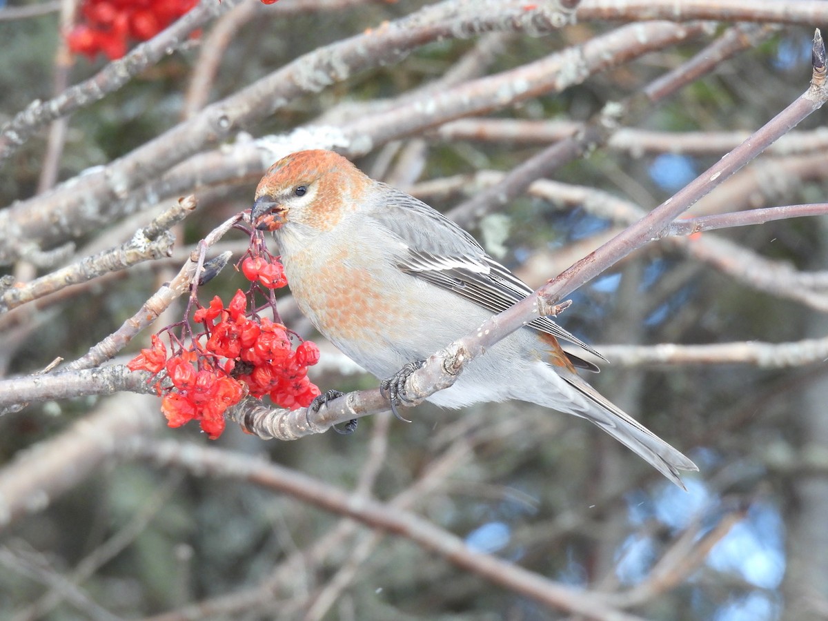 Pine Grosbeak - Emmanuel Hains