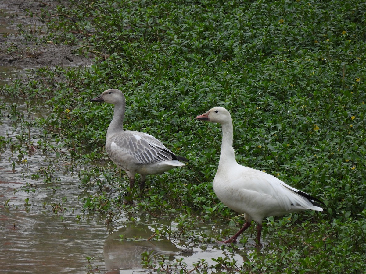 Snow Goose - Nhering Daniel Ortiz Lobo