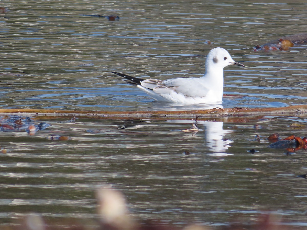 Bonaparte's Gull - ML397879431