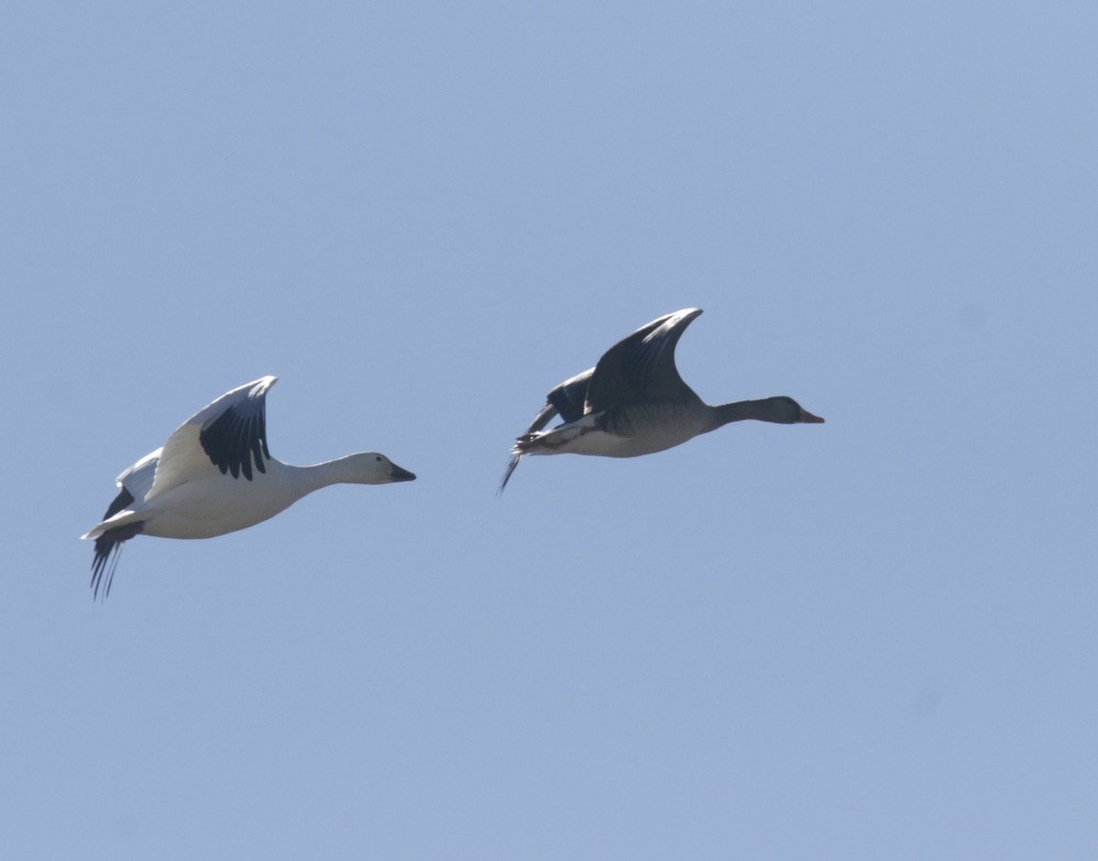 Greater White-fronted Goose - ML397883941