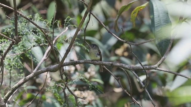 Inca Flycatcher - ML397884431