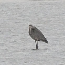 Great Blue Heron - Milton Paul